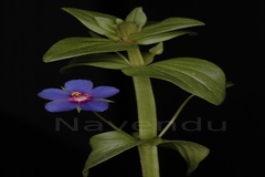 Anagallis arvensis